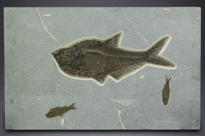 Natural Fossil Fish Mural From Bottom Cap Layer - Wyoming #342452